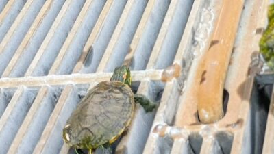【参加レポート】愛西市・グリーンペンギンズ活動記録
